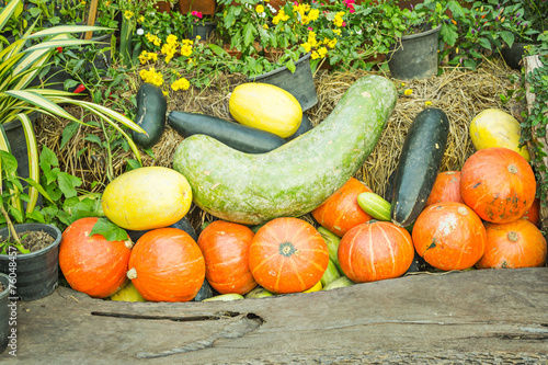 pumpkins at jim thompson farm in thailand