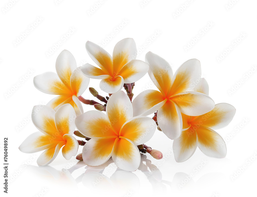 Fototapeta premium Frangipani flower isolated on white background