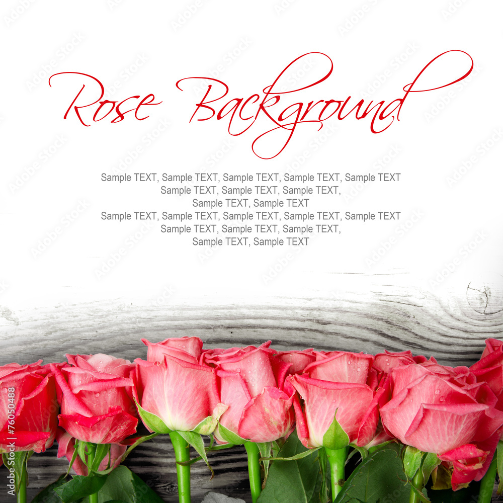 Obraz premium Rose blooms