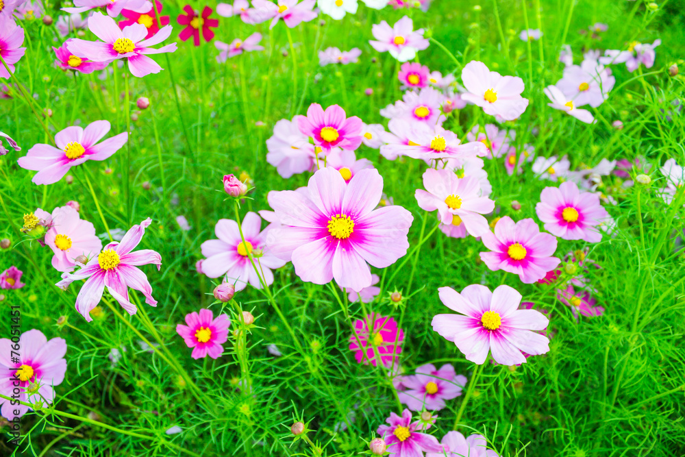 Fototapeta premium Fuchsia Colored Cosmos Flowers