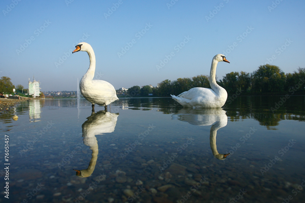 Fototapeta premium Two Swan in Lake Water Reflection