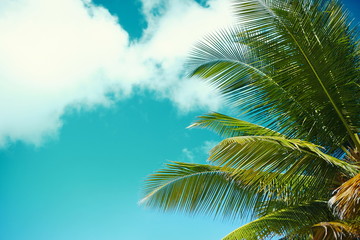 palm leaf tree branch on blue sky background