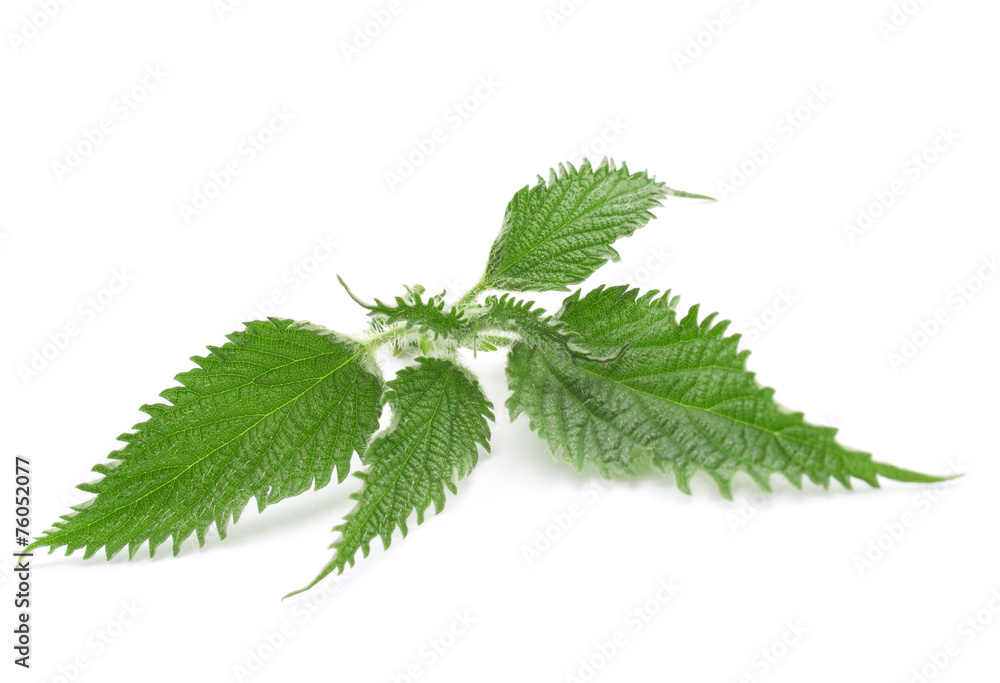 Nettle