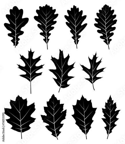 oak leaves photo
