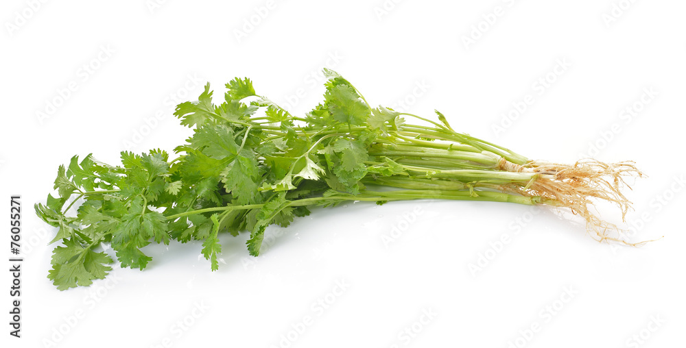 Coriander on white background Coriander on white background