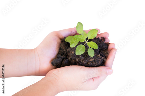 Young plant in hand