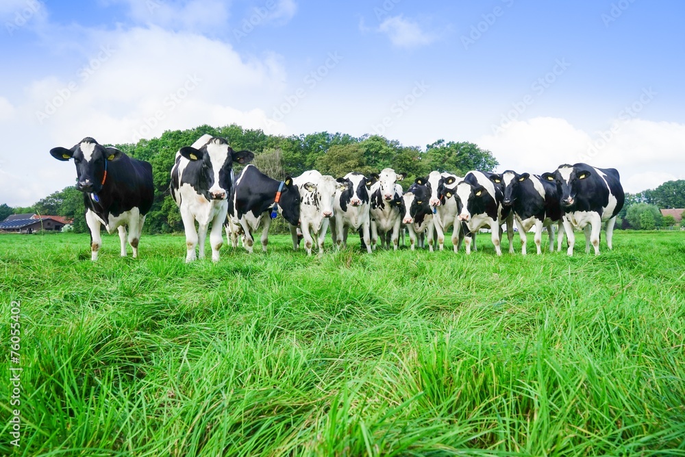 Milcherzeugung, Schwarzbunte MIlchviehherde auf der Weide Milcherzeugung, Schwarzbunte MIlchviehherde auf der Weide