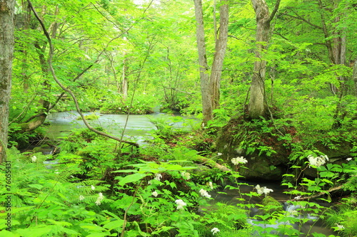 Summer of Oirase Strea  Aomori  Japan