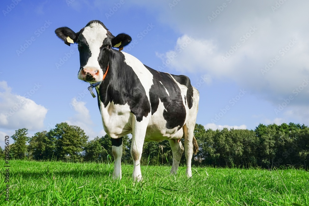 Tierhaltung: Porträt einer hübschen Milchkuh auf der Weide Tierhaltung: Porträt einer hübschen Milchkuh auf der Weide