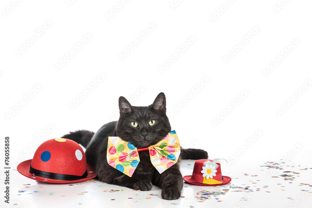 Einen Kater haben Stock-Foto | Adobe Stock