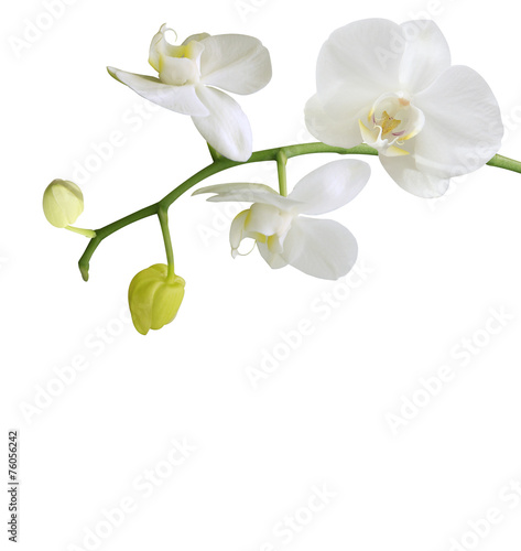Fototapeta Naklejka Na Ścianę i Meble -  white orchid with buds