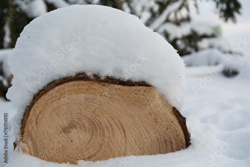 gefaellter Baum schneebedeckt - Nahaufnahme photo