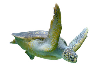 Sierkussen Schildpad Zeeschildpad glijdt door blauwe zee  © volga1971