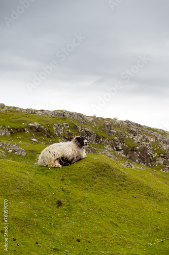 Sheep and picturesque pastures, Rodel, Outer Hebrides, Scotland