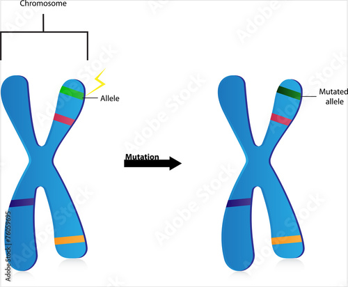 Gene Mutations
