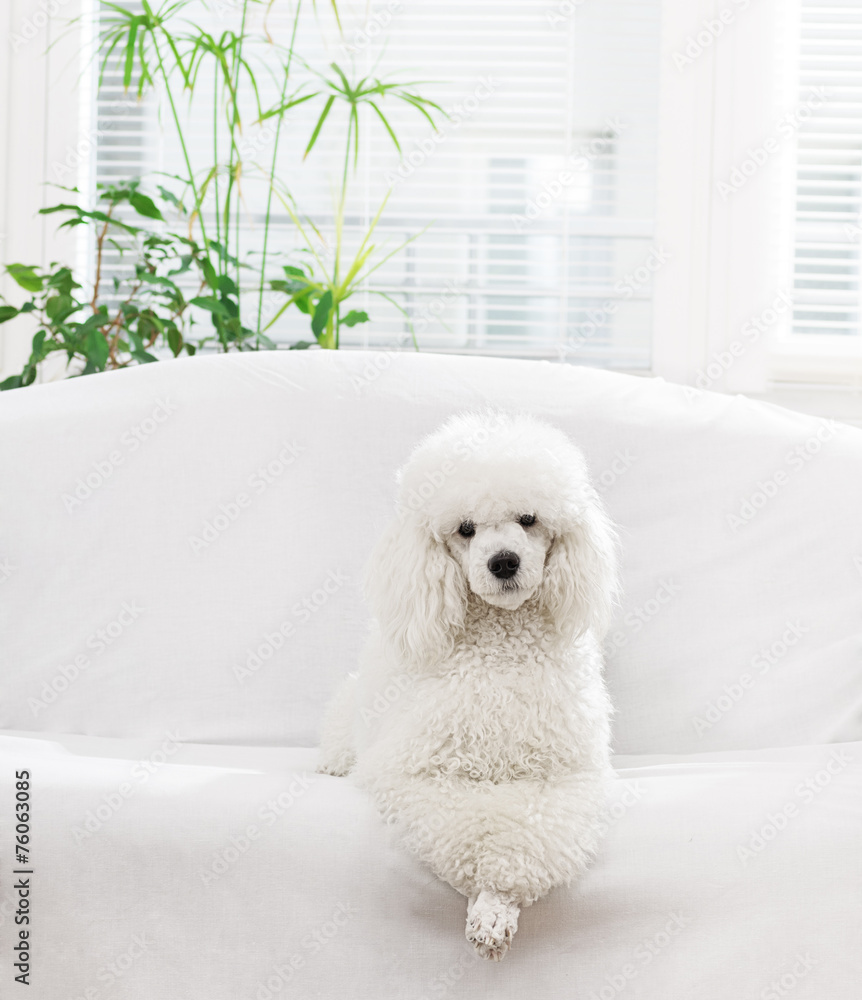 White poodle lying on the bed in the living room White poodle lying on the bed in the living room