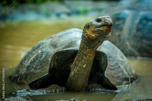 giant turtle in san cristobal galapagos