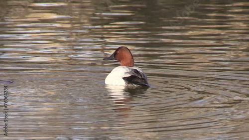 Male Canvasback Duck