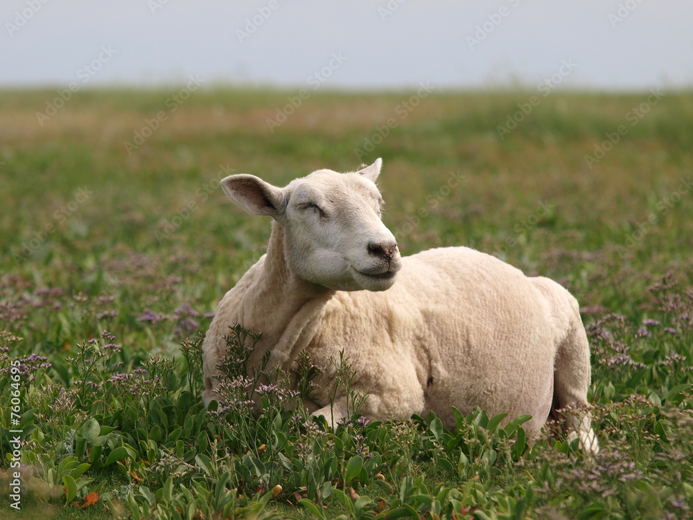 Obraz premium Frisch geschorenes Schaf
