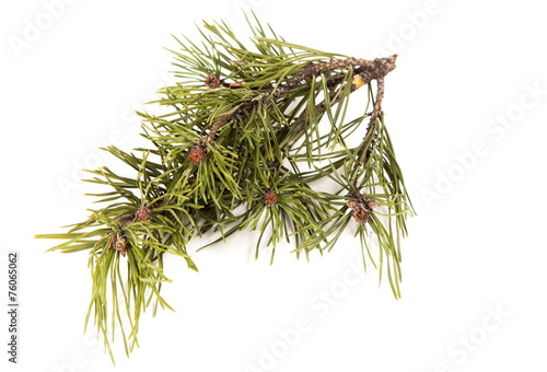 green branch of a pine.
