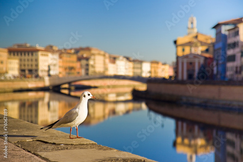 Seagull on banks of Arno river (Pisa, Tuscany, Italy)