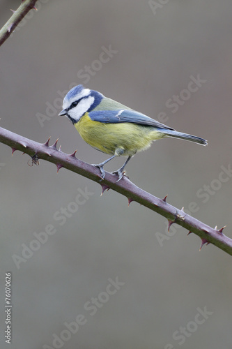 Blue tit, Parus caeruleus © Erni