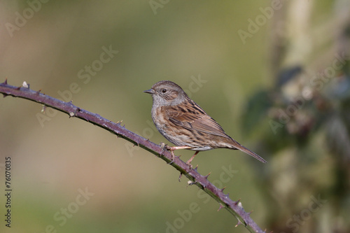 Photos Dunnock, Prunella modularis