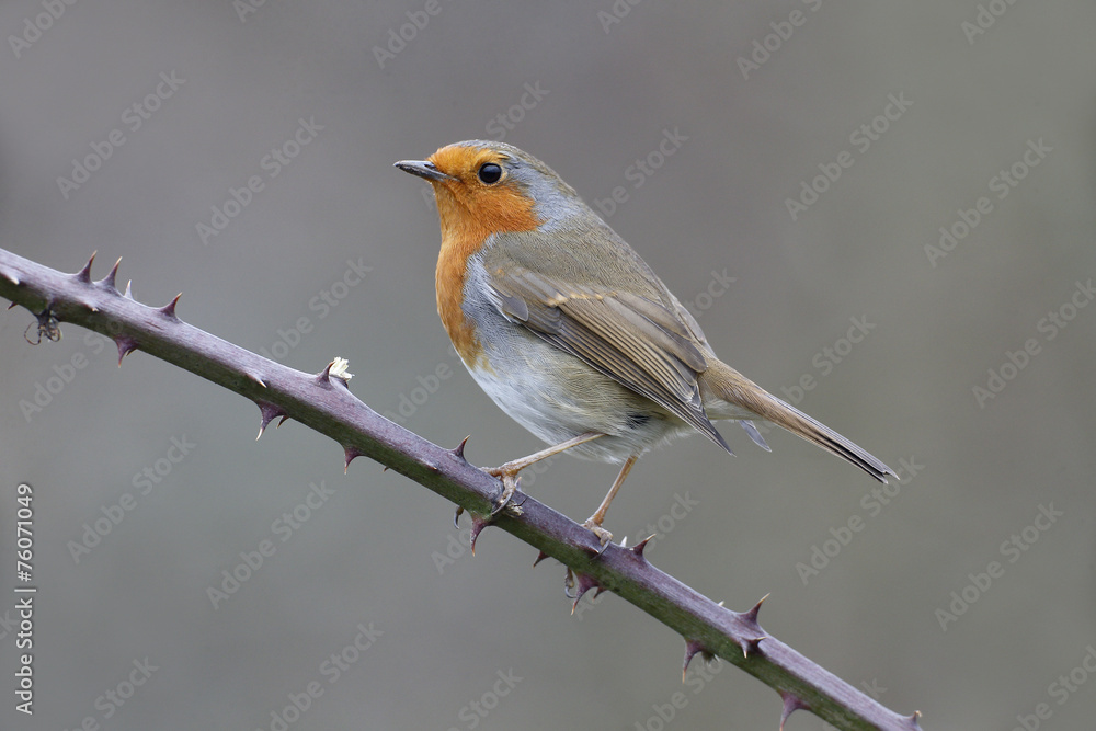 Robin, Erithacus rubecula Robin, Erithacus rubecula