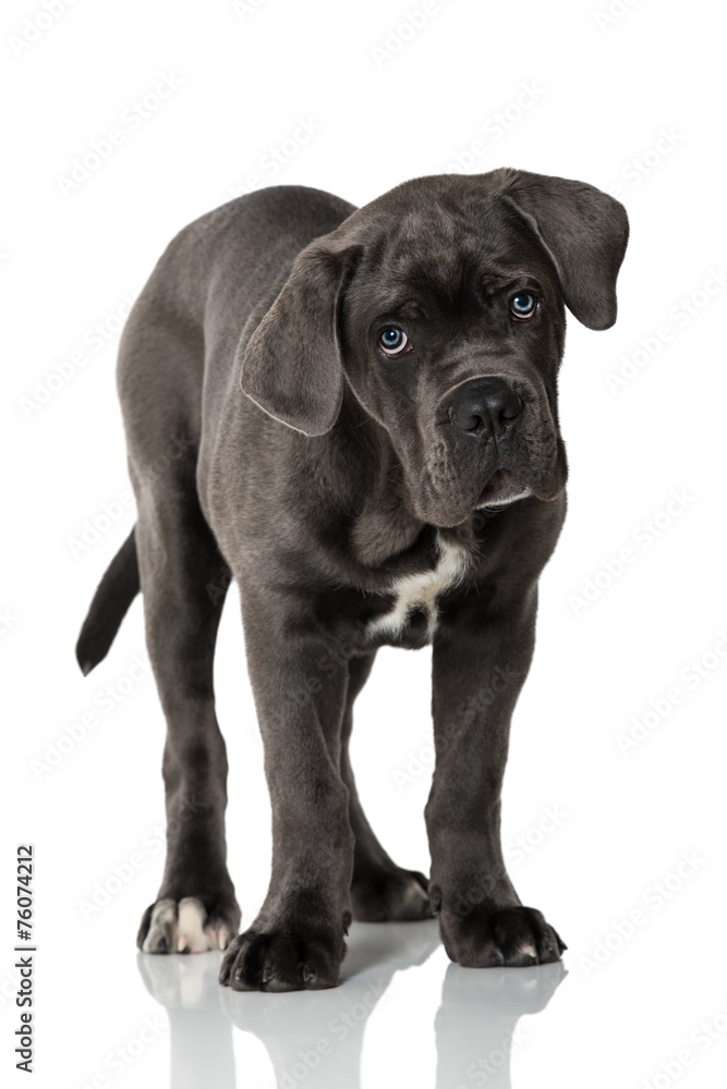 Obraz premium Cane Corso Welpe