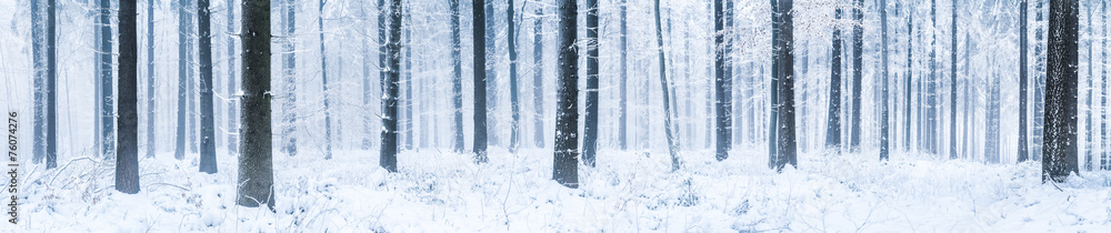 Naklejka premium Winterwald Panorama