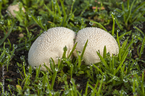 Lycoperdon perlatum growing in the soil photo