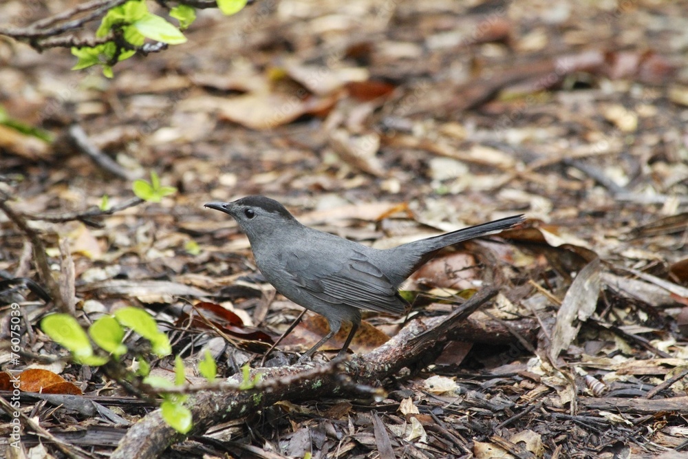 Obraz premium Gray Catbird - Fairchild gardens