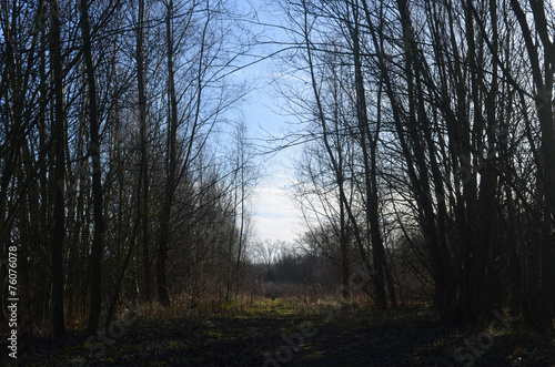 small path in countryside