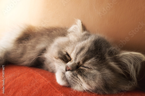 Gatto persiano che dorme  photo