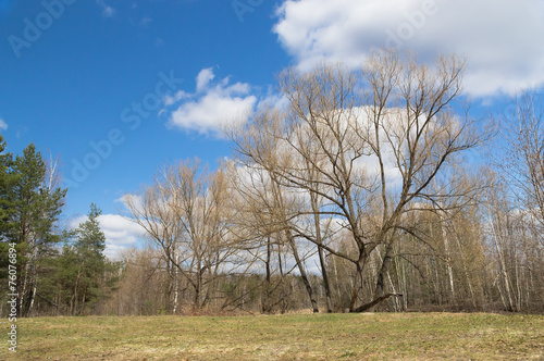 Tree in early spring