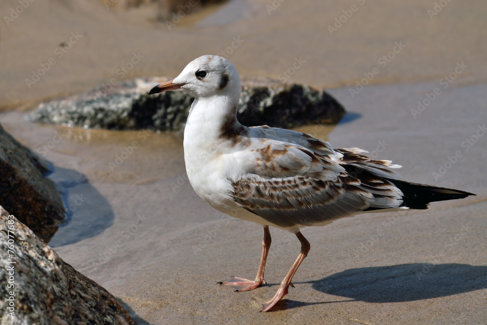 Seagull on the beach