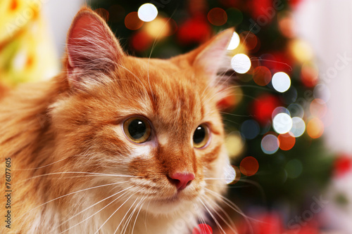 Lovable red cat on Christmas tree background