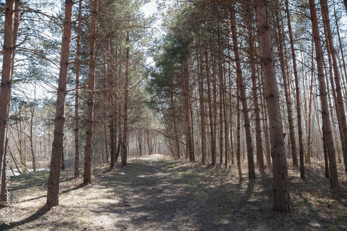 Pine forest in the early spring 4