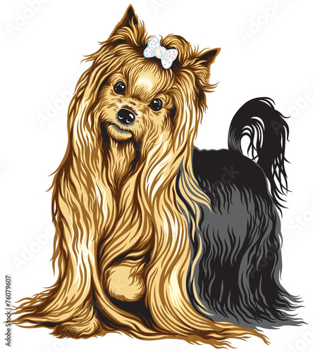 yorkshire terrier