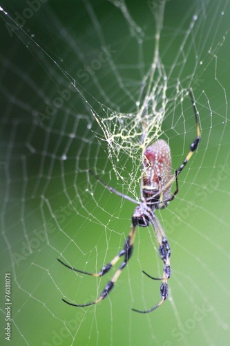 golden silk orb-weavers - Spider