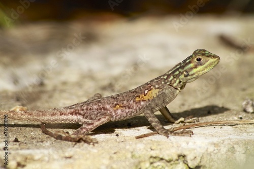 Common brown lizard - Fairchild