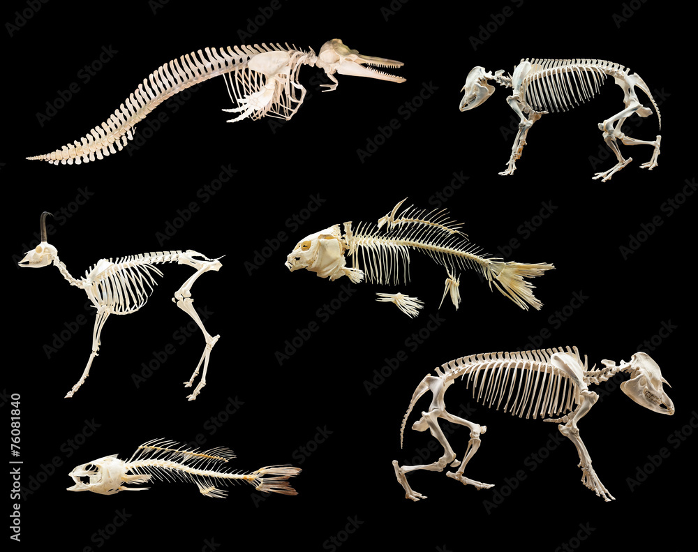 Fototapeta premium Set of skeletones