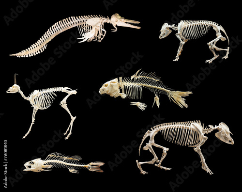 Set of  skeletones