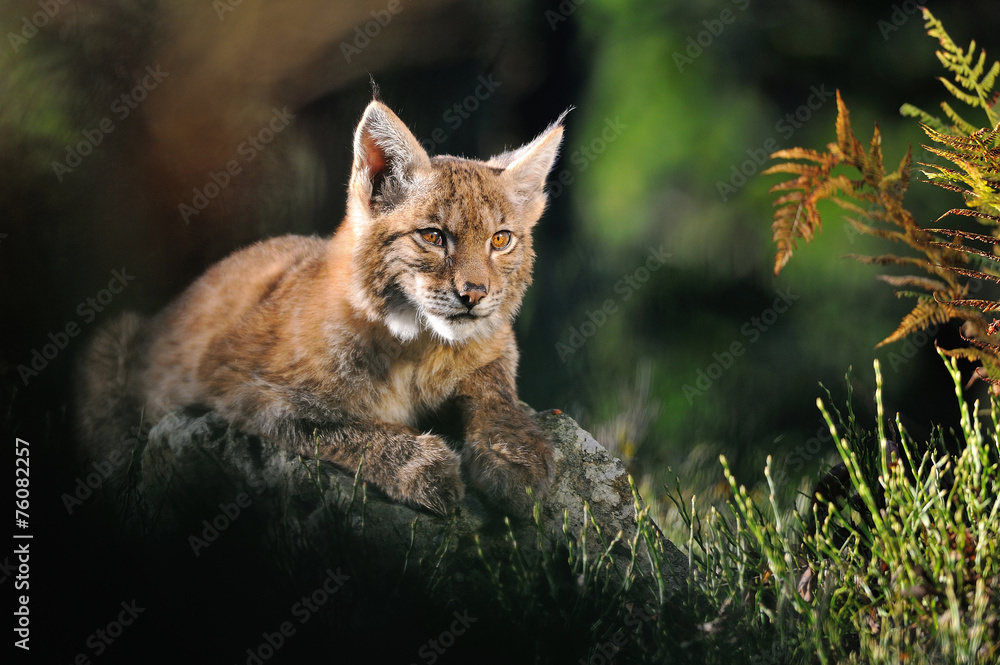 Obraz premium Eurasian lynx in forest