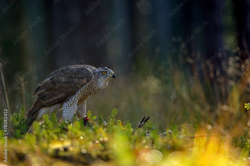 Fototapeta premium Northern goshawk