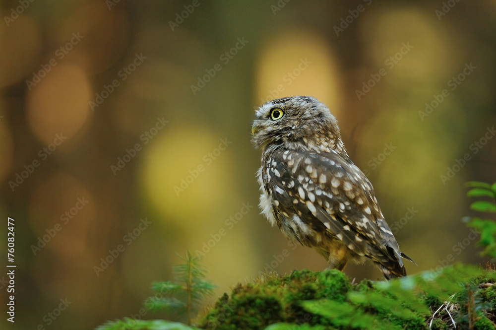 Little owl Little owl