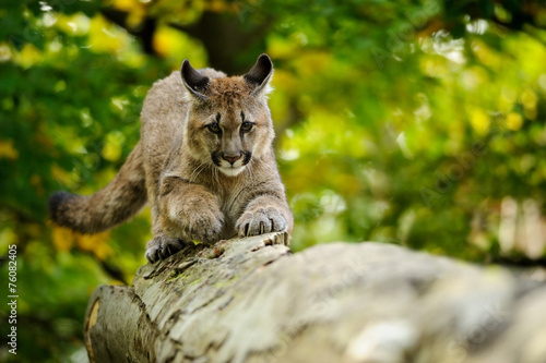 Cougar head © Stanislav Duben