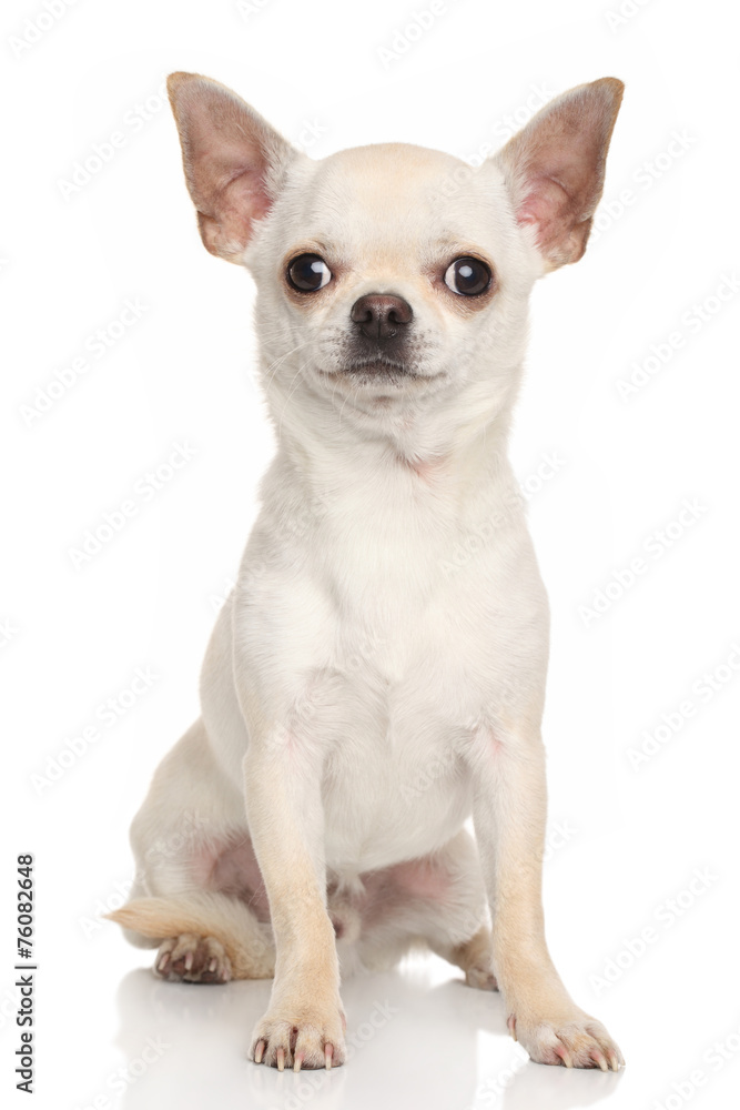 Chihuahua dog