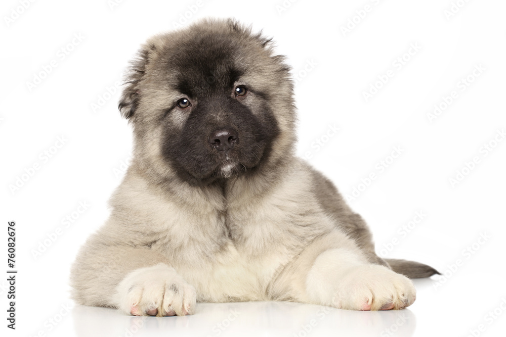 Asian shepherd top puppy