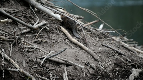Beaver on beaver lodge in pond